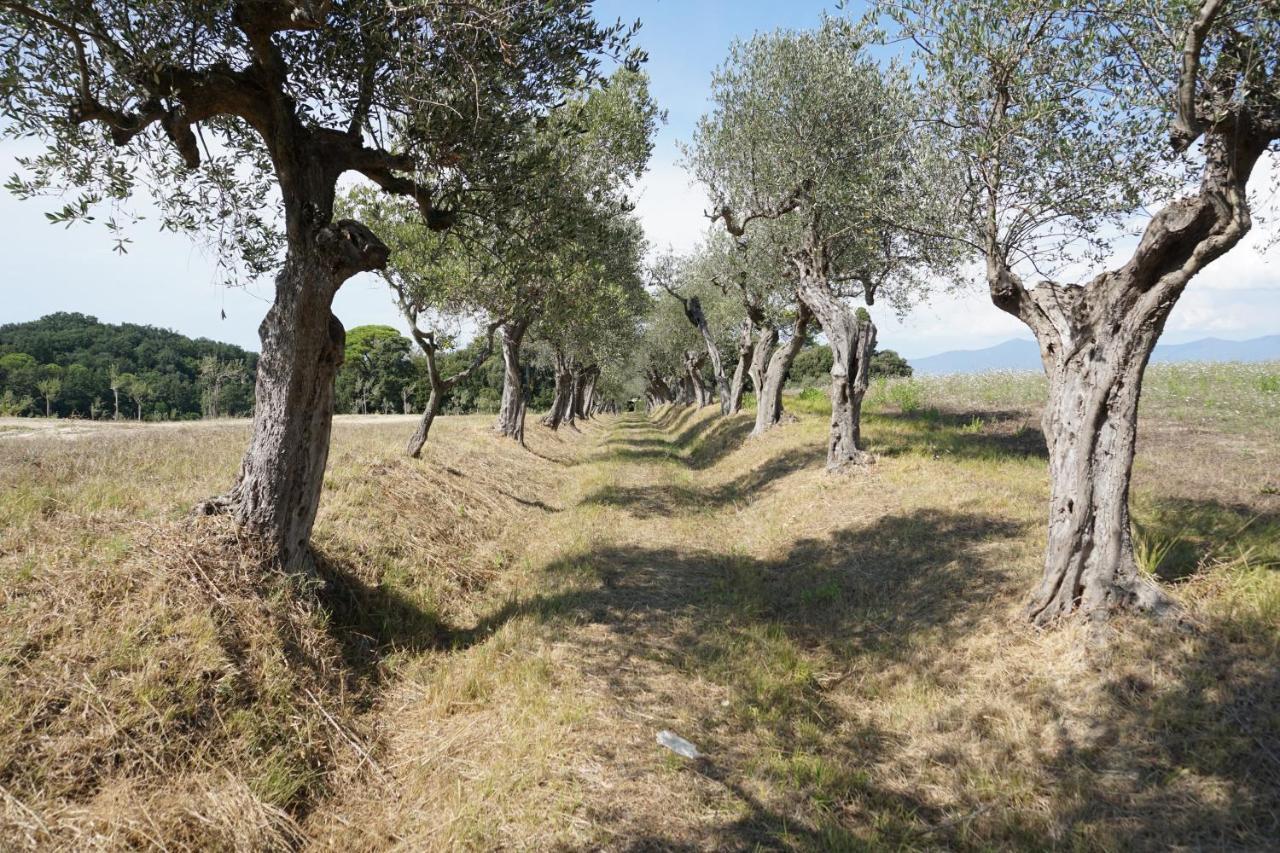 Agriturismo Cheloni Guasticce Εξωτερικό φωτογραφία