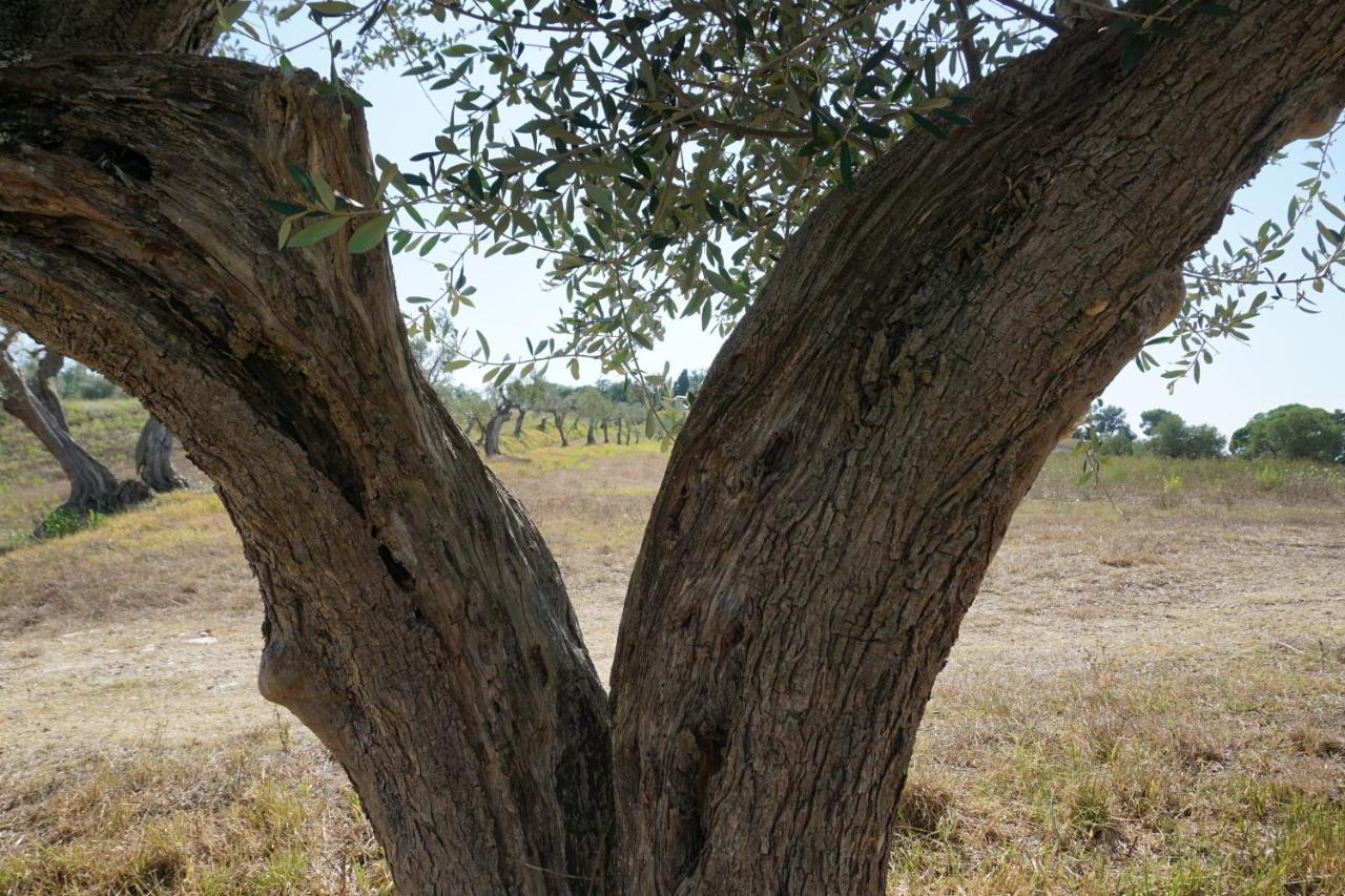 Agriturismo Cheloni Guasticce Εξωτερικό φωτογραφία